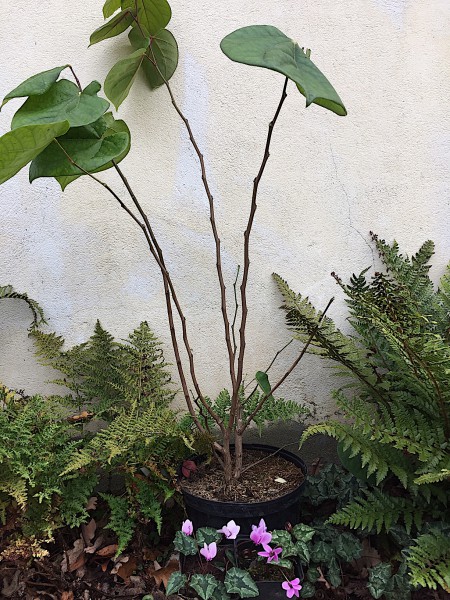 Cercis chinensis „Avondale“ Judasbaum (i.5l T.)jetzt ca 50 cm hoch