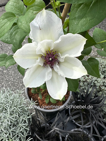 Clematis Ninon TM Boulevard® Evipo052(N) (i.2l T.weiß, Waldrebe