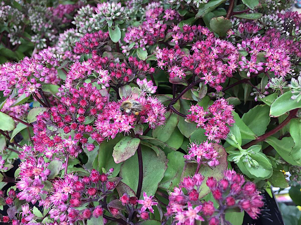 Sedum seduction „Green Pink“ (17cm T.) | Stauden | Stauden | Duft- und