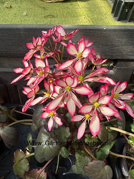 Saxifraga cortusifolia „Dancing Pixies ® creme m. magenta Rand“ (i.12cmT.), Herbststeinbrech