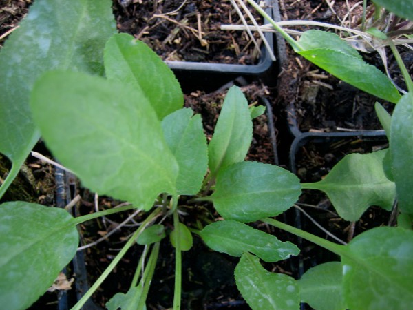 Lepidium latifolium (i.10cmT.) Gartenkresse, ausdauernd