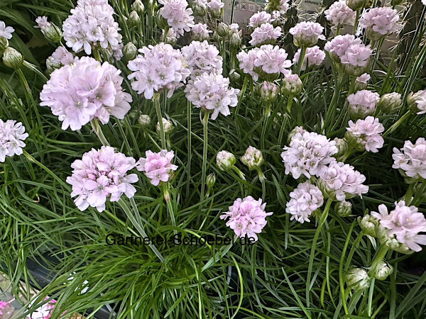 Armeria maritima „zart rosa“(i.11 cm T.), Grasnelke