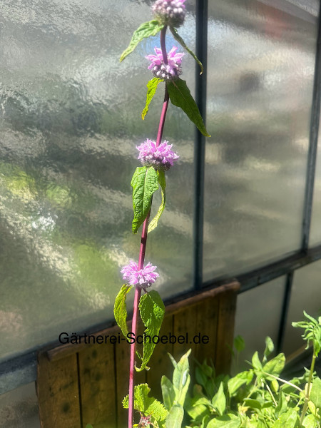Phlomis tuberosa „Amazone“ (i.12cmT.), Knollen - Brandkraut