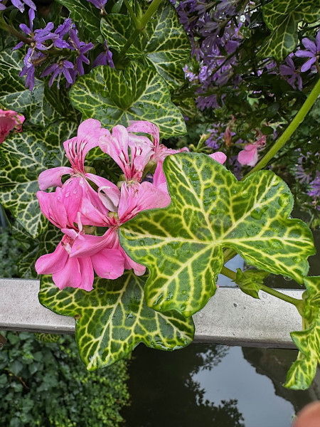 Pelargonium „Crocaday“ - hellrosa (i.10 cmT.), Hängegeranie-Krokodil