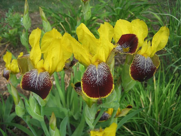 Iris barbata-elatior " Maori King"(i.9cmT.)