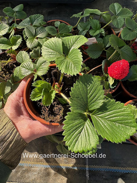 Fragaria x ananassa „Hängeerdbeere“ (i.9,5cmT.)