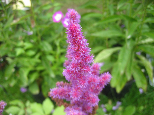 Astilbe chinensis "Visions in Red"(i.13cmT.) Prachtspiere