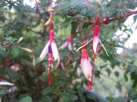 Fuchsia magellanica var. arauco (i.15cmT.)Freiland Fuchsie Fuchsia magellanica var. arauco (i.15cmT.)Freiland Fuchsie