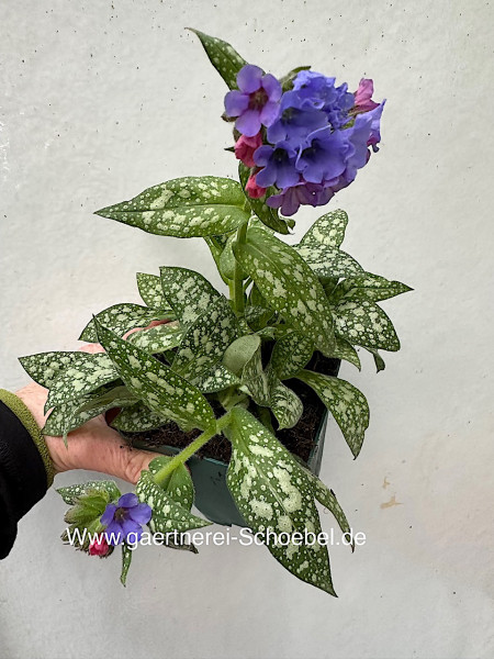 Pulmonaria saccharata „Trevi Fountain „® (i.11 cmT.)blau-Lungenkraut