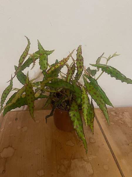 Begonia amphioxus (i.10cmT.)