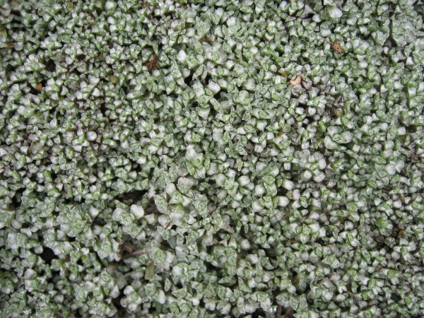 Raoulia australis (i.13cm Topf) Australische Schafsweide