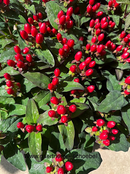 Hypericum androssaemum "Ignite Red"(i.12cmT.) Blut Johanniskraut