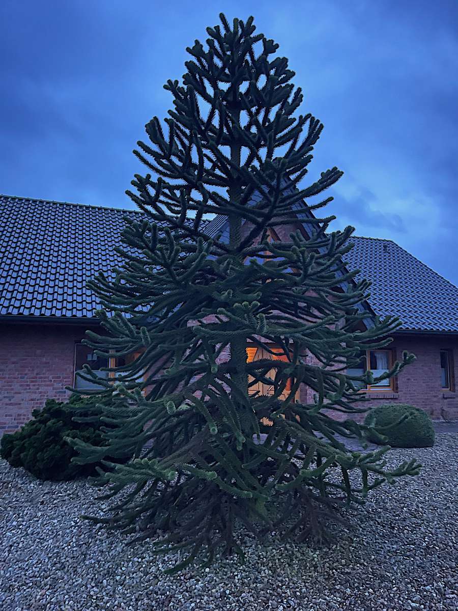Araucaria araucana, Chilenische Araukarie (i.11cm Topf.)(jetzt Grsse ca  35cm | Gehlze | Duft- und Wandelgrtnerei Schoebel