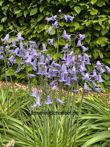 Hyazinthoides non-scripta (5 Zwiebeln im 9cmT.), blau, Blue Bells, Hasenglöckchen