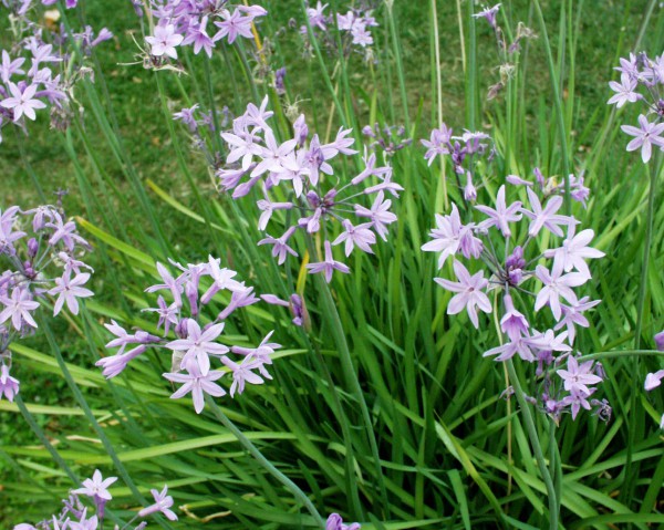 Tulbaghia violacea (i.11cm T.) Zimmerknoblauch