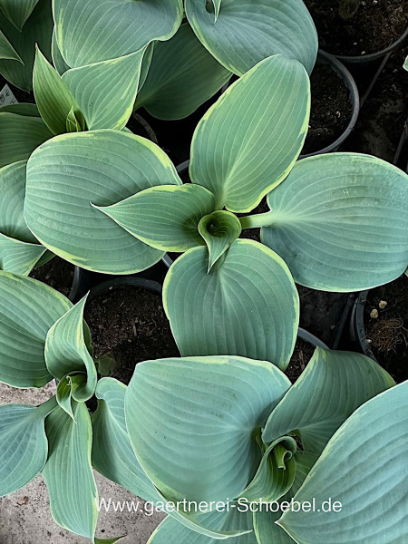 Hosta „Frosted Dimples“ (i.9cmT.), Funkie