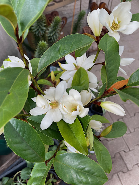 Michelia Fairy„Cream®“(i.19cmT.) Verkaufshöhe 70-80 cm immergrüne Duft Magnolia