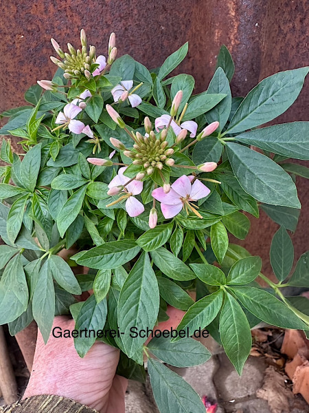 Cleome spinosa „rosa“ (i.13cm T.), Spinnenpflanze