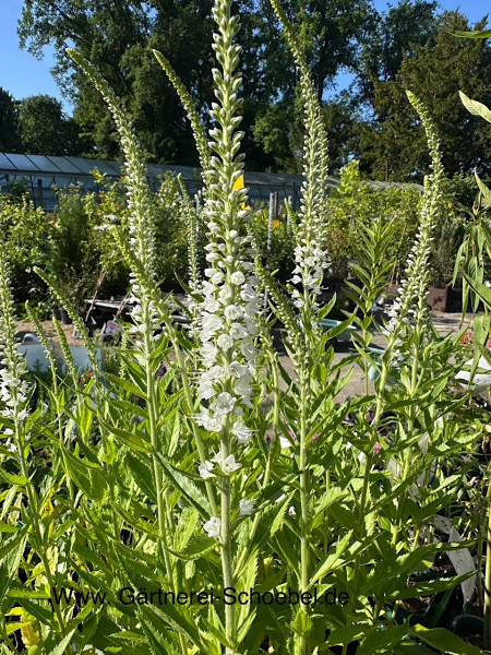 Veronica spicata „Icicle“ (i.12cmT.)weiß, Ähriger Ehrenpreis