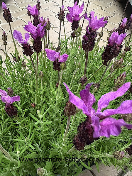 Lavandula stoechas. (i.13cmT.), Schopflavendel- Schmetterlingslavendel