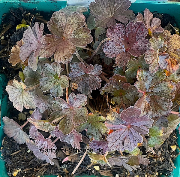 Geranium „Dusky Crug“ (i.11cmT.), Storchschnabel