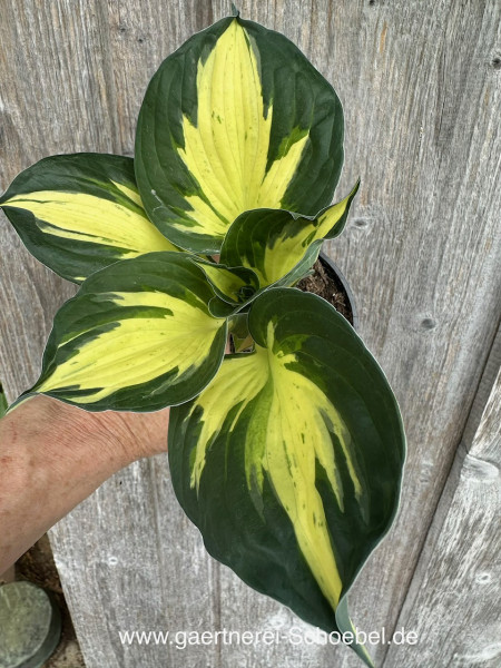 Hosta „Path Finder“ (i.11cmT.), Funkie