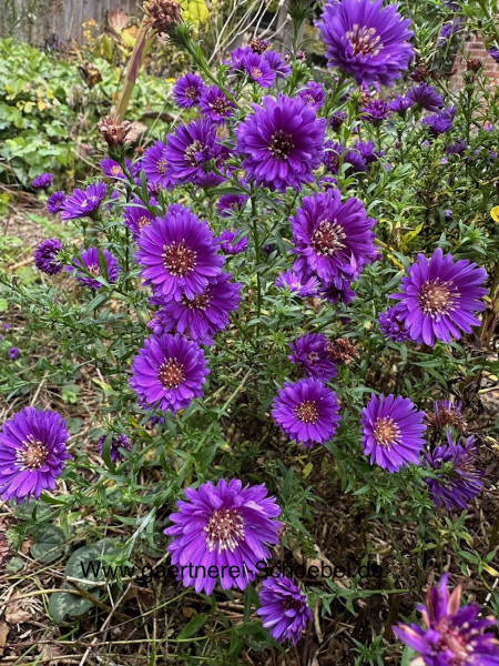 Aster novi belgii „Rocke dunkelblau “ (i.12cmT.), Herbst Aster, Glattblatt