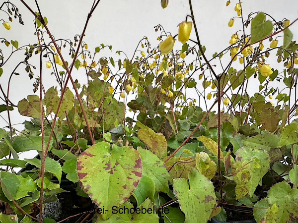 Epimedium x cultorum „Sunny and Share “ (i.9 cmT.), Elfenblume