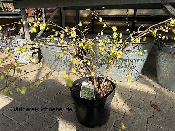 Corylopsis pauciflora (i.ca 22. cm T.), Armblütige Scheinhasel, Glockenhasel
