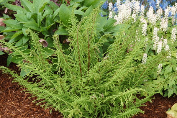 Athyrium f.-f. `Dre`s Dagger`(i.16cmT.) Damen Farn