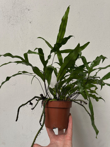 Microsorum diversifolium (i.12cmT.), Känguru Farn