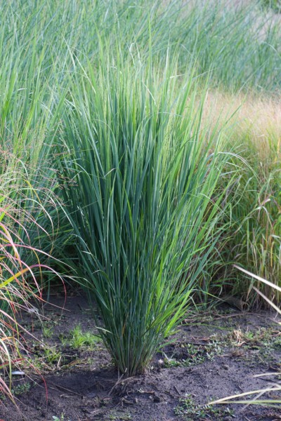 Panicum virgatum „North Wind“ (i.1,5lT.), Riesen Ruten Hirse