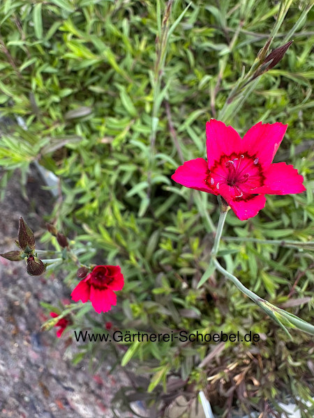 Dianthus deltoides „Brilliant“ (i.12cmT.)Heidenelke