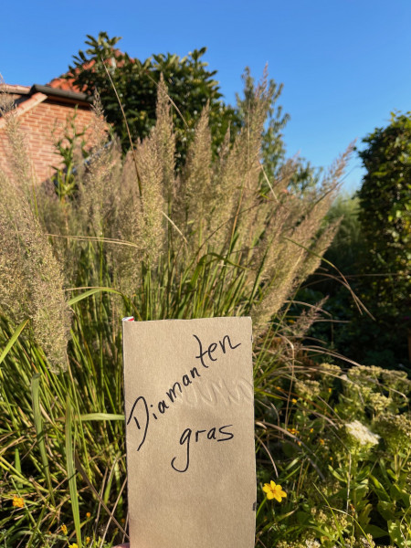 Calamagrostis arun.var. brachytricha (i.15 cmT.), Diamant - Reitgras