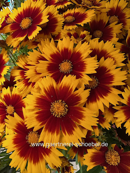 Coreopsis grdl. „Up Tick“ (i.13cmT.), Mädchenauge
