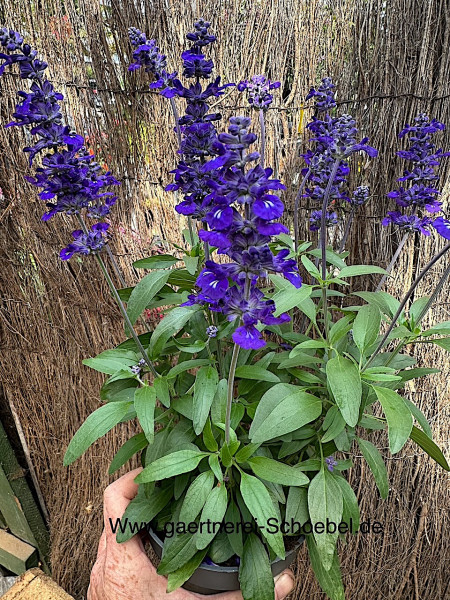Salvia farinacea (i.12cmT.), Ähriger oder mehliger Salbei