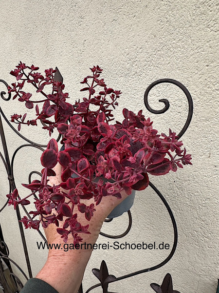 Sedum „Sunsparkler ®“ (i.13cmT.), Fette Henne