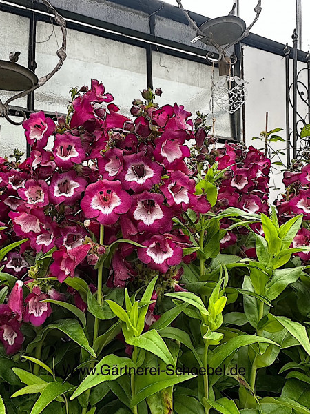 Penstemon barbatus "Violett" (i.12cmT.) Bartfaden