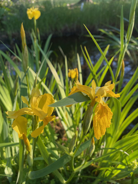 Iris pseudacorus (i.9-12cmT.) Wasser - Sumpf - Schwertlilie