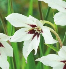 Gladiolus murilae (15cm T.) Duft - Stern- Gladiole