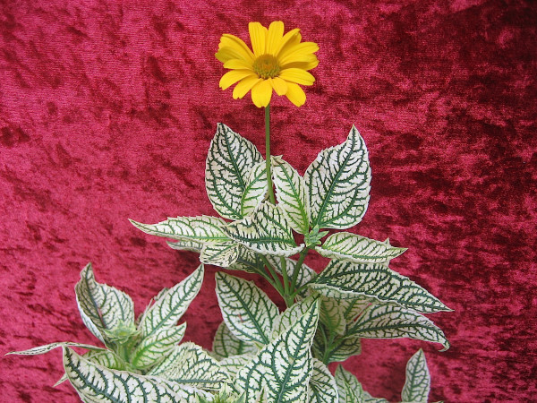 Heliopsis helianthoides var.scabra „Loraine Sunshine ®“(i.11cmT.)