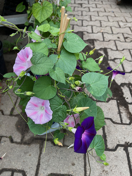 Ipomoea „potpouri Überraschung“ (i.10-12cmT.), Trichterwinde