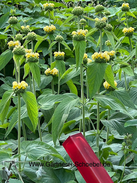 Phlomis russeliana Brandkraut (i.11cmT.)