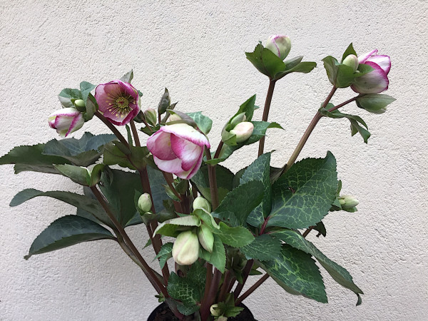 Helleborus orient. Frost „Glenda´s Gloss“ ®(i.12cmT.)