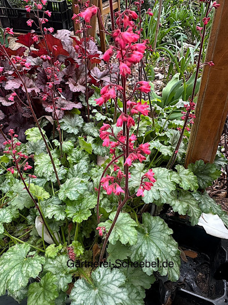 Heuchera sanguinea "Paris" (i.13cmT.)Purpurglöckchen