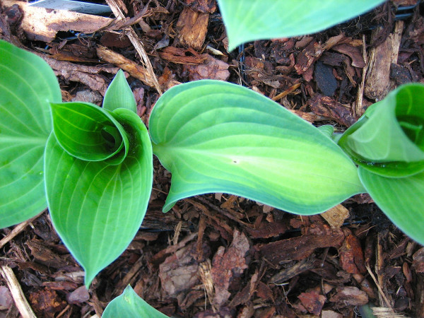 Hybride „Paul's Glory“ (9cm T.) Funkie