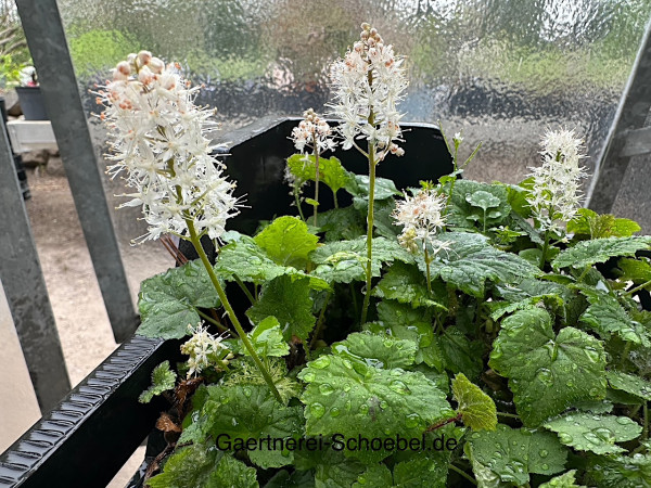 Tiarella cordifolia (i.9cmT.), Herzblättrige Schaumblüte