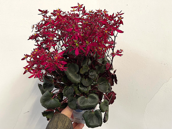 Saxifraga x hybridus „Dancing Pixies ®“Texi rot (i.12cmT.), Herbststeinbrech