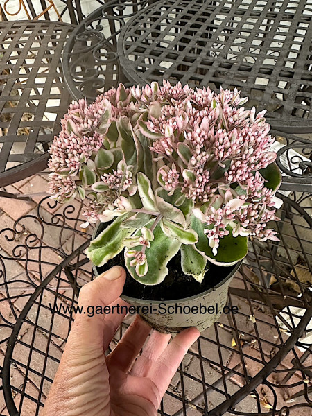 Sedum-Hylotelephium telephium „La Vie en Rose“ (i. 13cmT.), Fette Henne