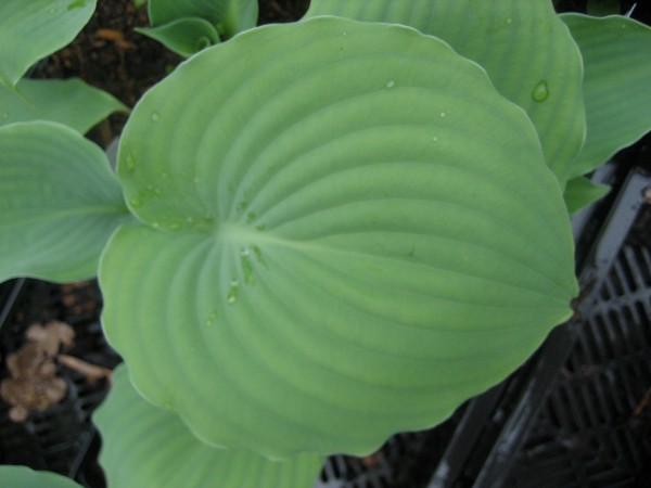 Hosta "Moonlight Sonata" (i.11cmT.) Duft - Funkie